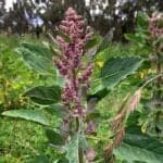 Quinoa Nutrition Facts