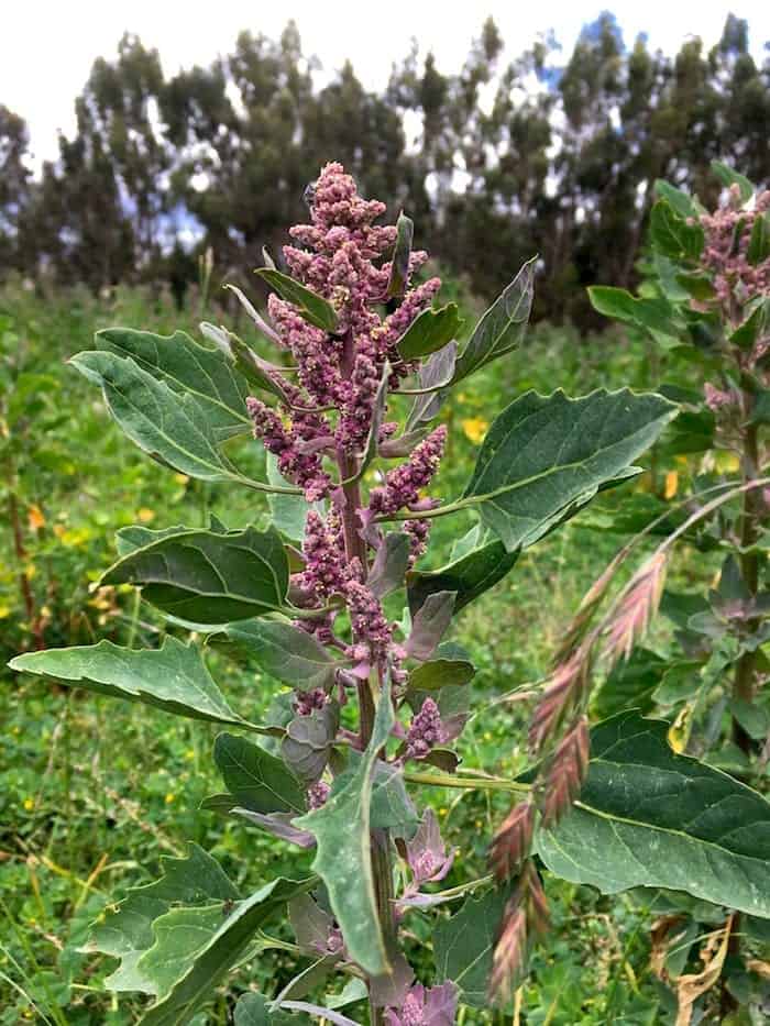 A quinoa plant growing in a field with red flowers. 