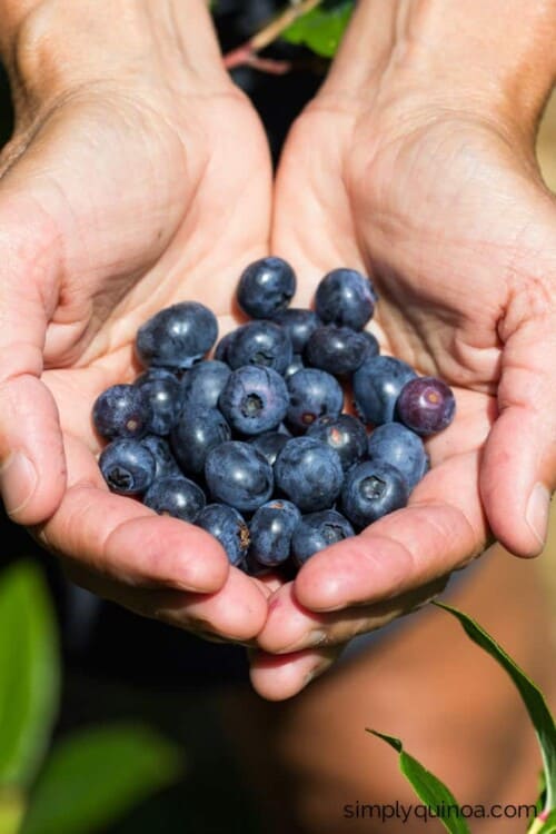 Healthy quinoa breakfast bars using super fresh blueberries | recipe on simplyquinoa.com