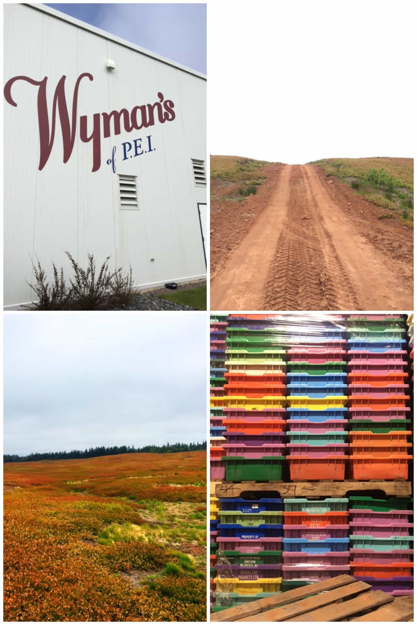 Traveling to Prince Edward Island with Wyman's of Maine to learn about wild blueberries!