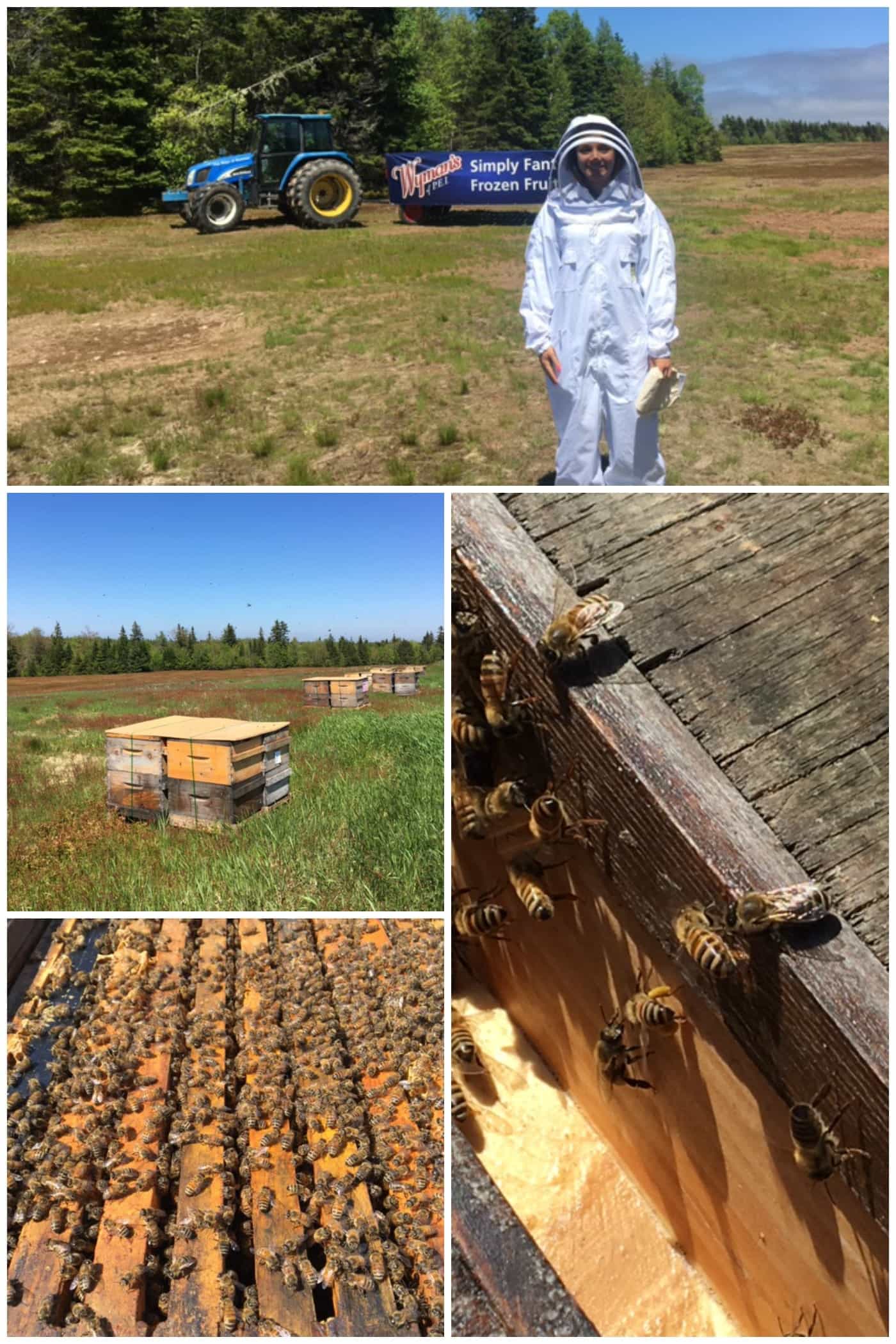 Traveling to Prince Edward Island with Wyman's of Maine to learn about wild blueberries!