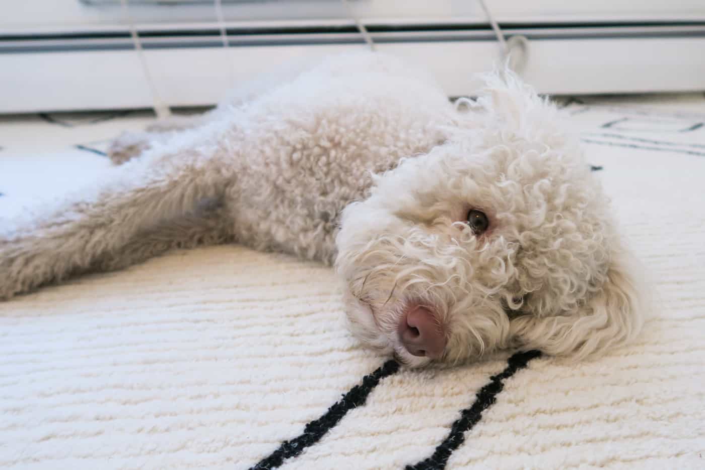 Contemporary Wool Rug from RugsUSA
