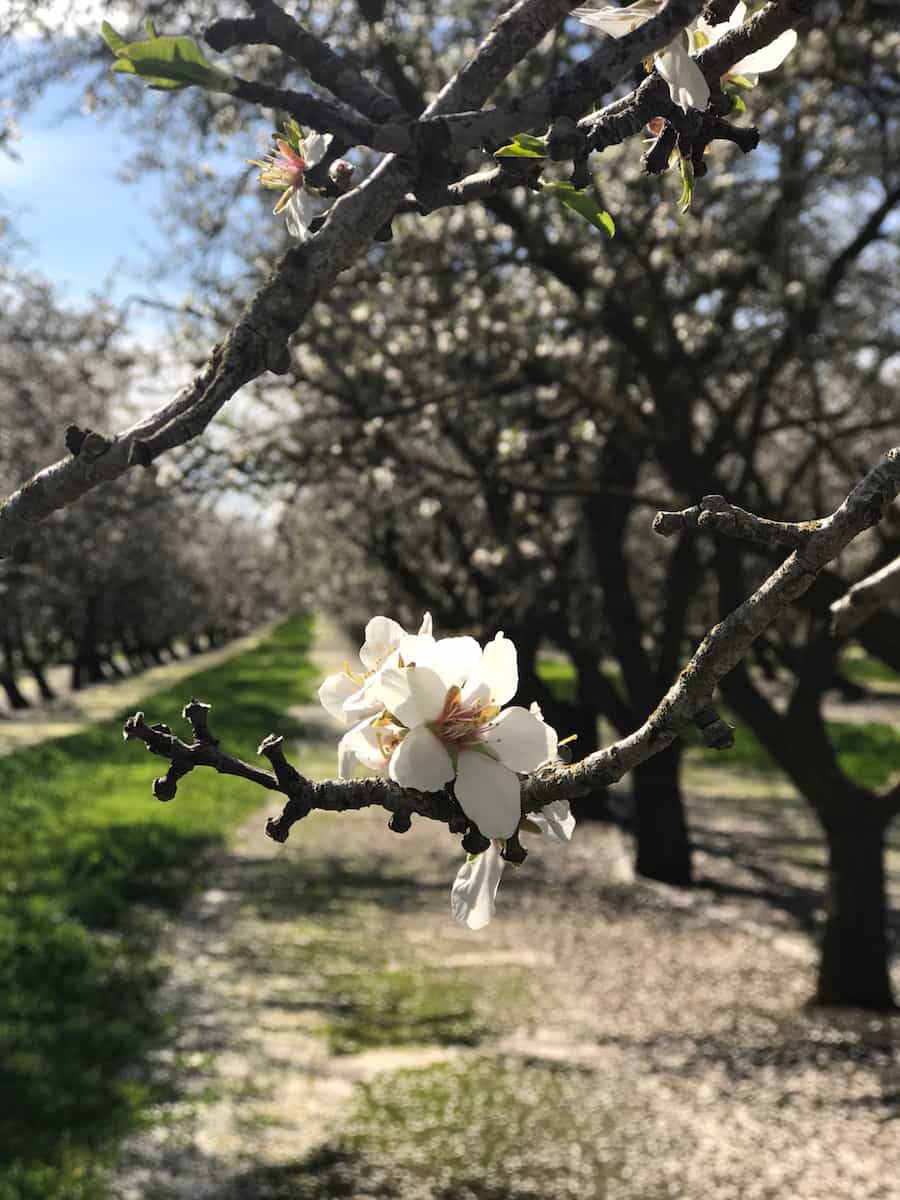 Almond Breeze Orchard Experience 2017 -- with the most popular food bloggers!