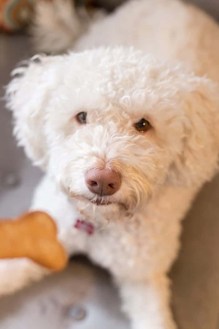 GRAIN-FREE Peanut Butter Dog Treats made with just 6 ingredients, high protein and the doggies LOVE them!!