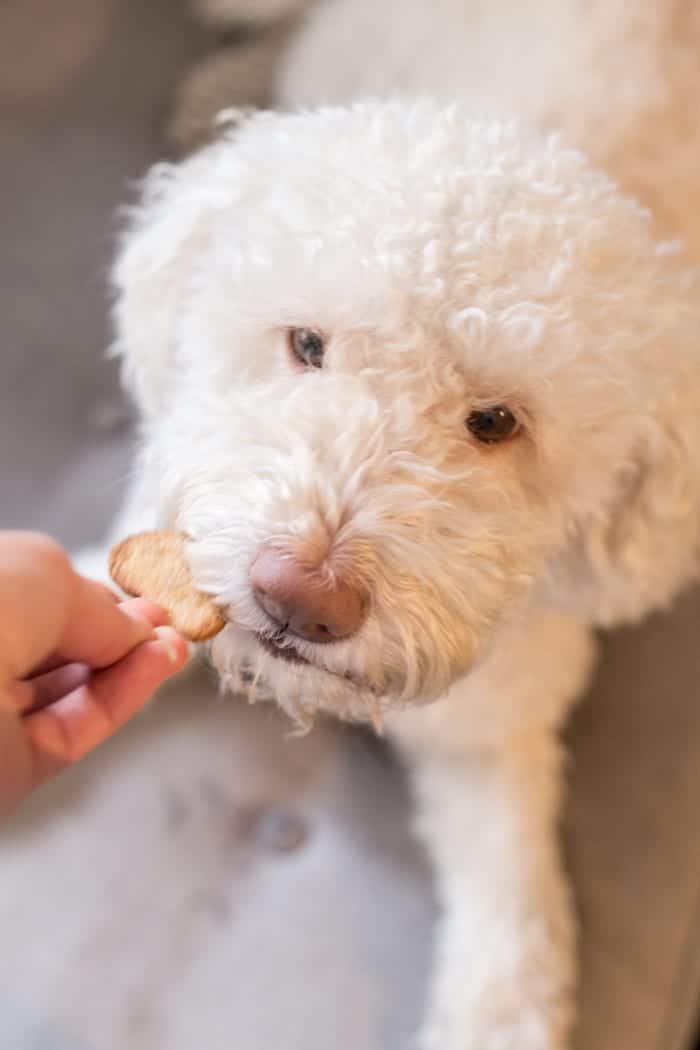 These homemade GRAIN-FREE Peanut Butter Dog Treats are easy to make, use just 6 INGREDIENTS and bake in under 15 minutes!