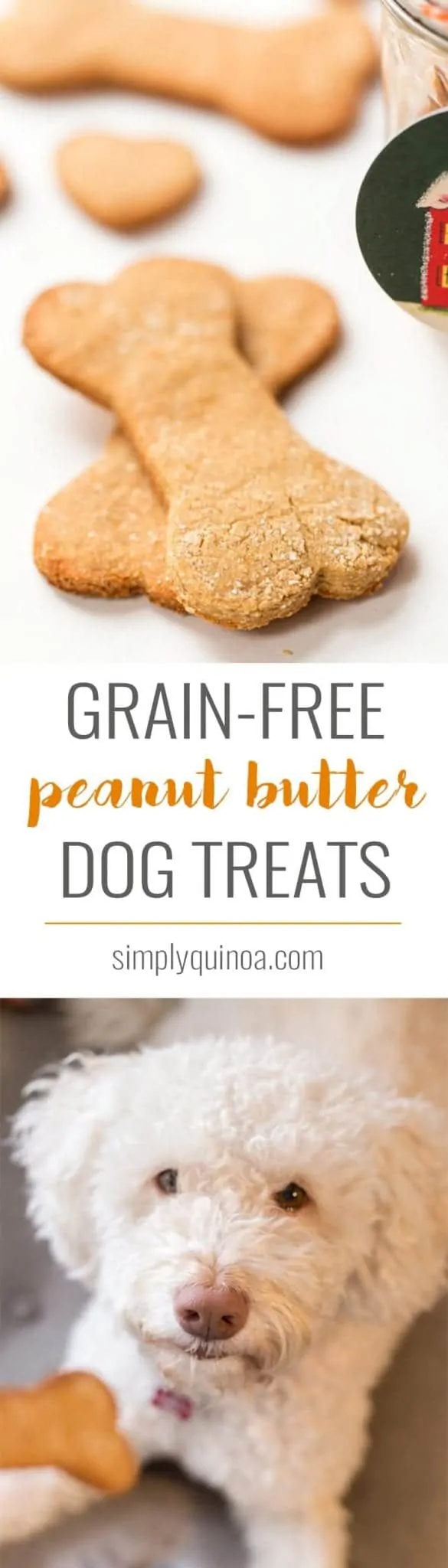 These GRAIN-FREE Peanut Butter Dog Treats are quick, easy and make a great holiday gift. They're high protein, use just 6 ingredients and dog-approved!