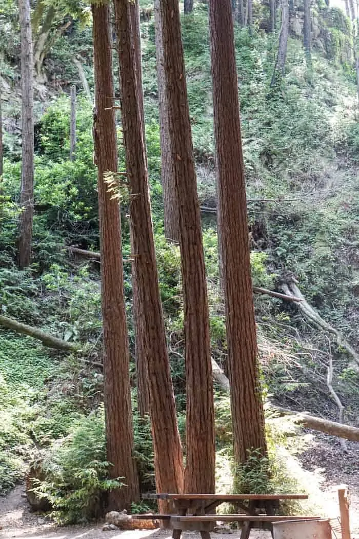Redwoods at Lime Kiln State Park