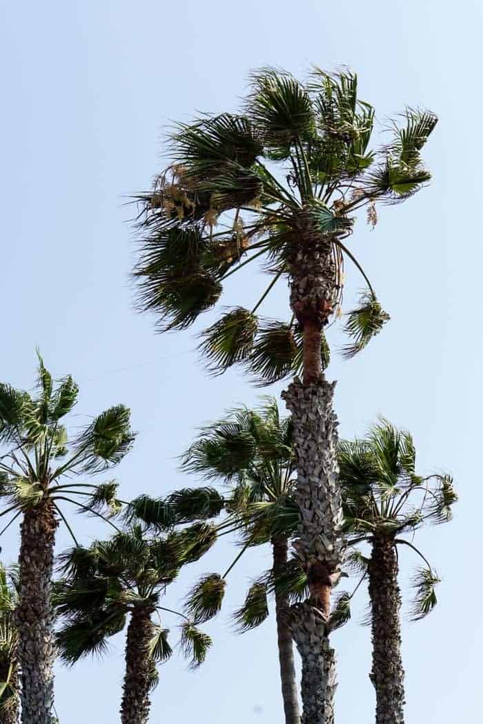 Palm Trees in Venice Beach