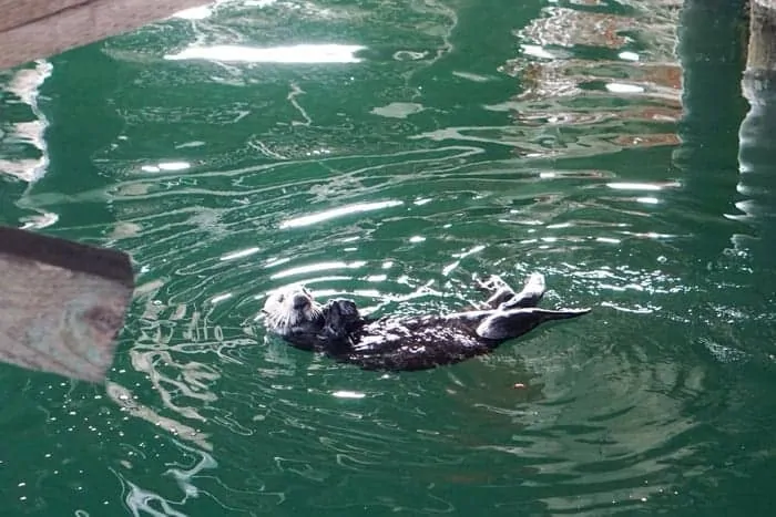 Sea Otters in Monterey