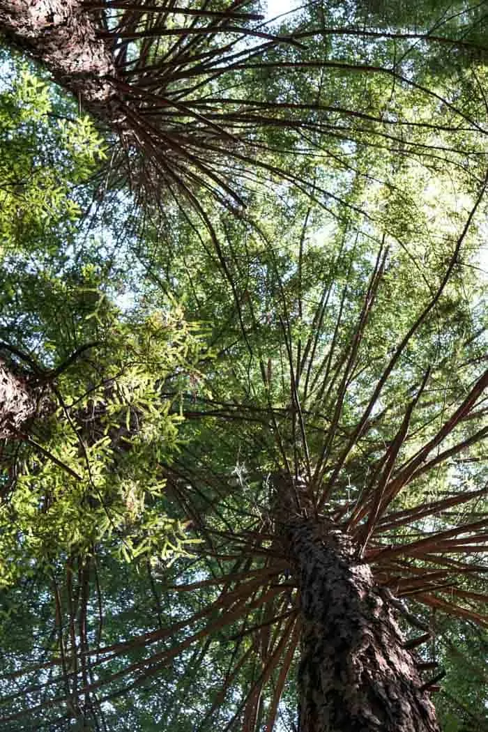 Lime Kiln State Park Redwood Forest
