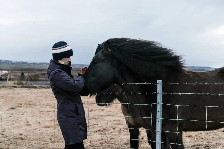 Wild Horses in Iceland