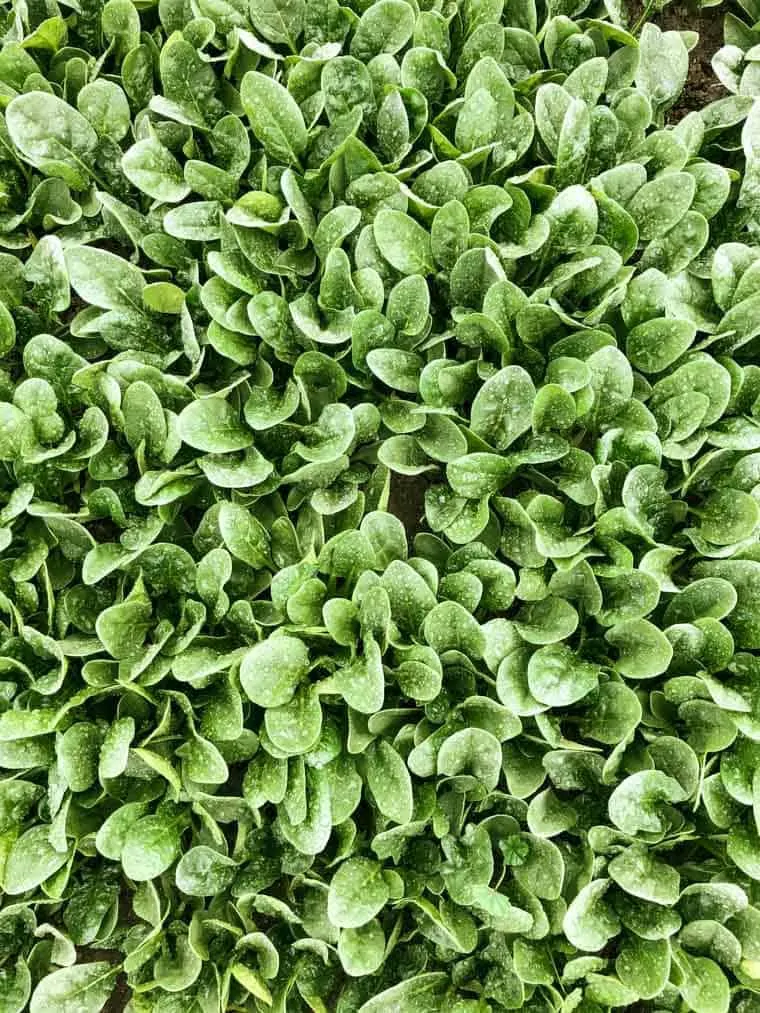 Benefits of Eating Organic Spinach