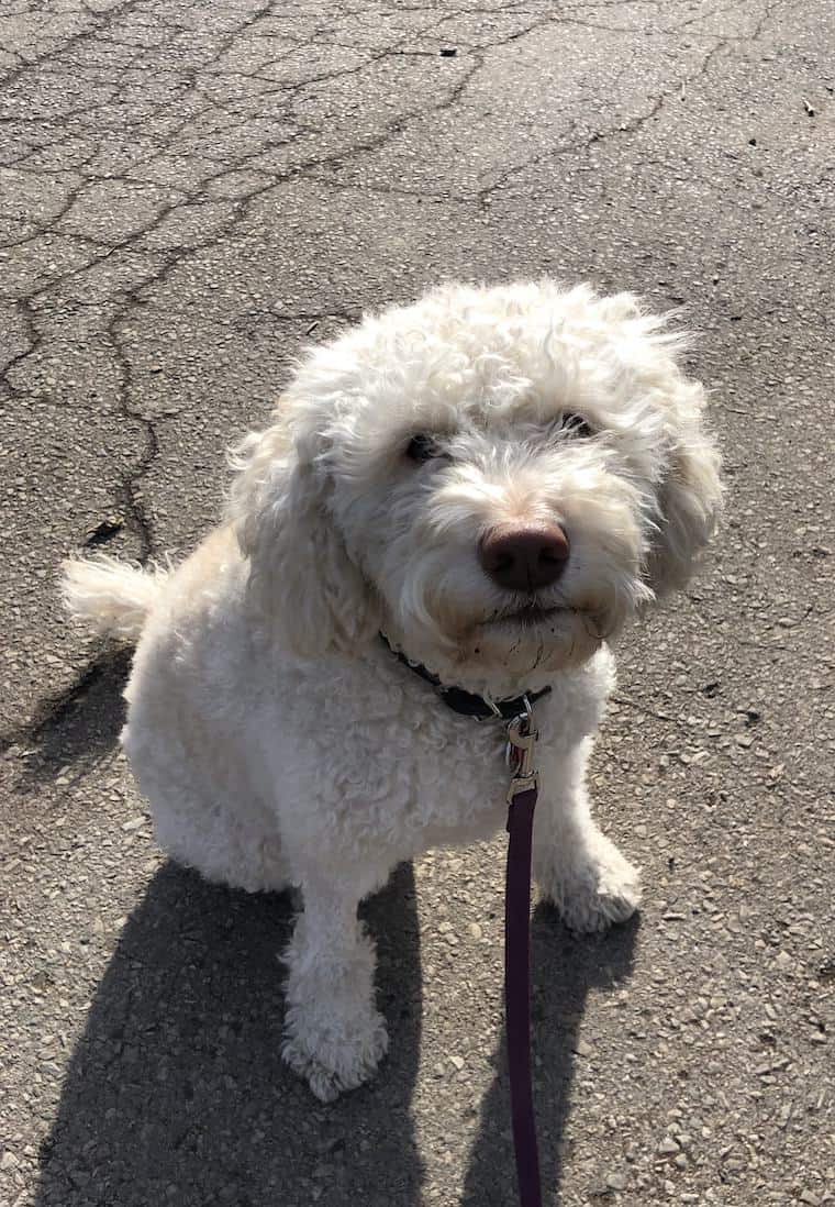 White Lagotto Romagnolo Trevi Simply Quinoa