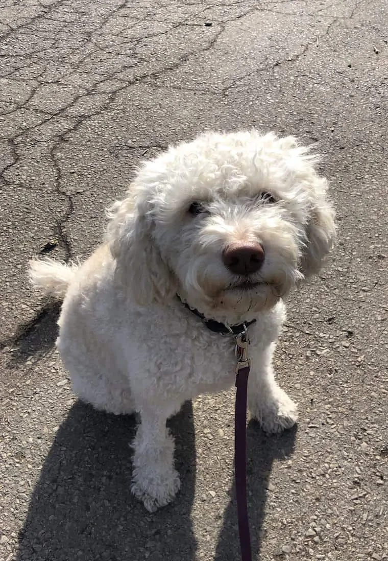 White Lagotto Romagnolo Trevi Simply Quinoa