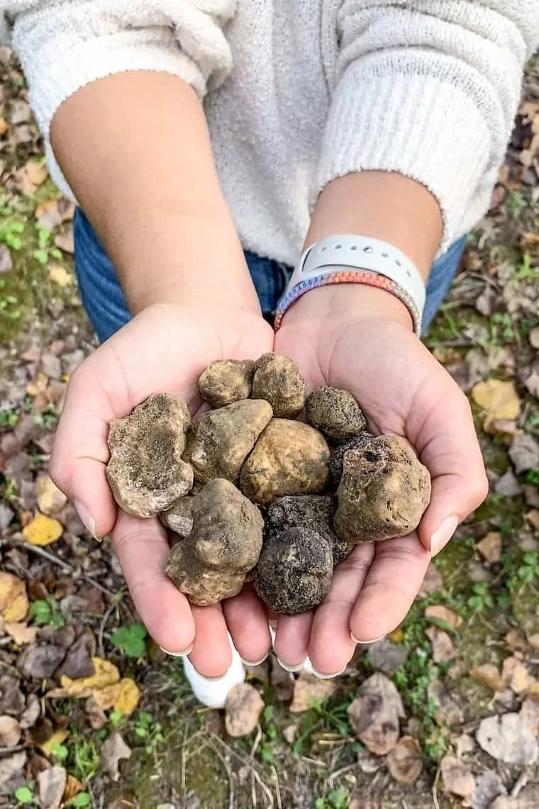 Truffle Hunting in Tuscany