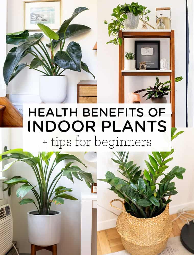 Health Benefits of Indoor Plants + Tips for Beginners