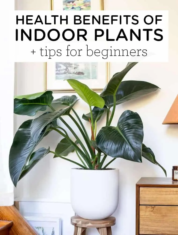 Health Benefits of Indoor Plants + Tips for Beginners