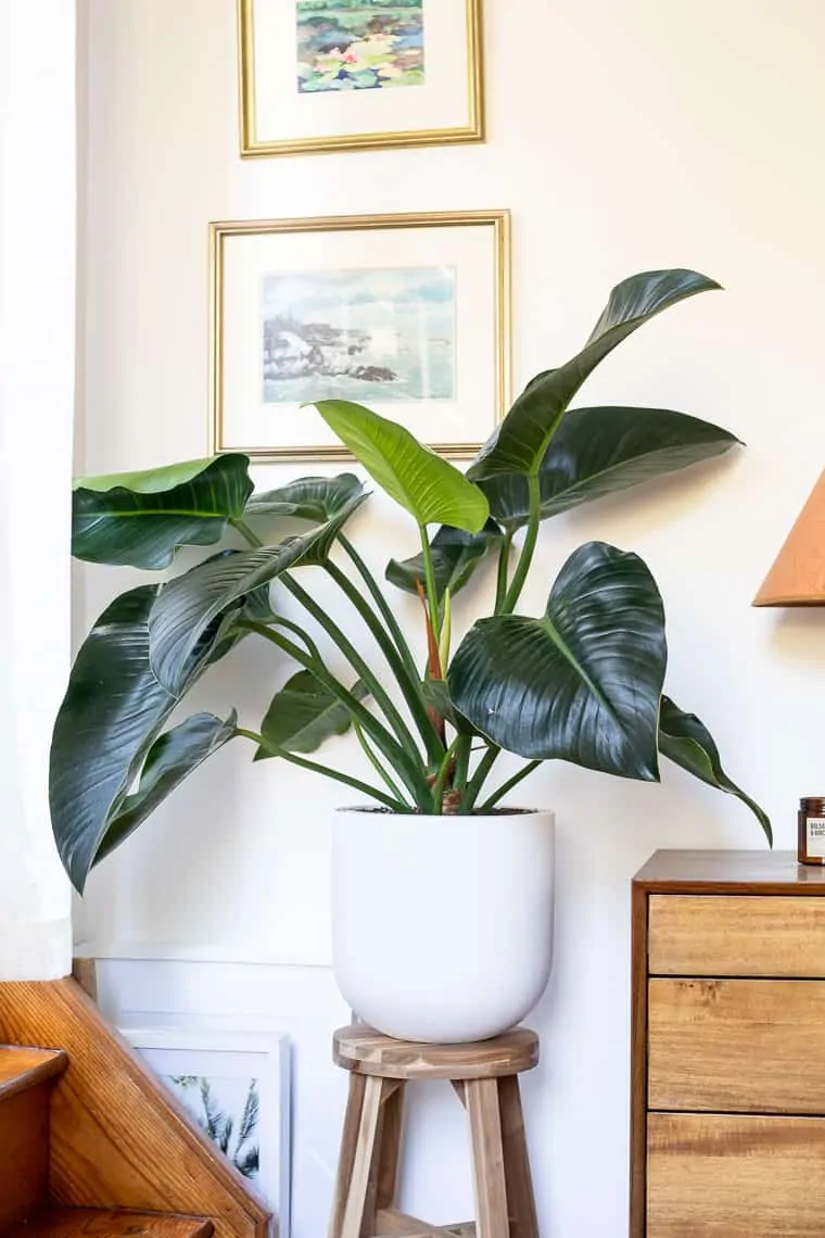 Benefits of Indoor Houseplants