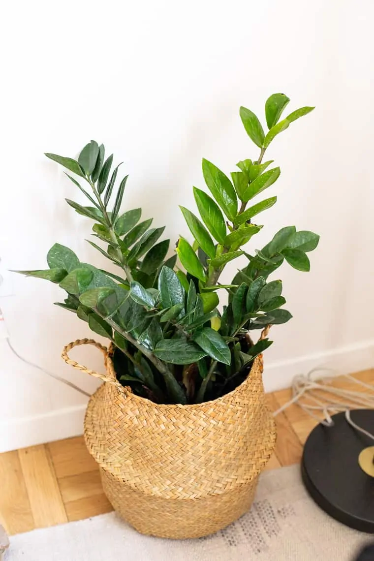 Best Houseplants for Beginners