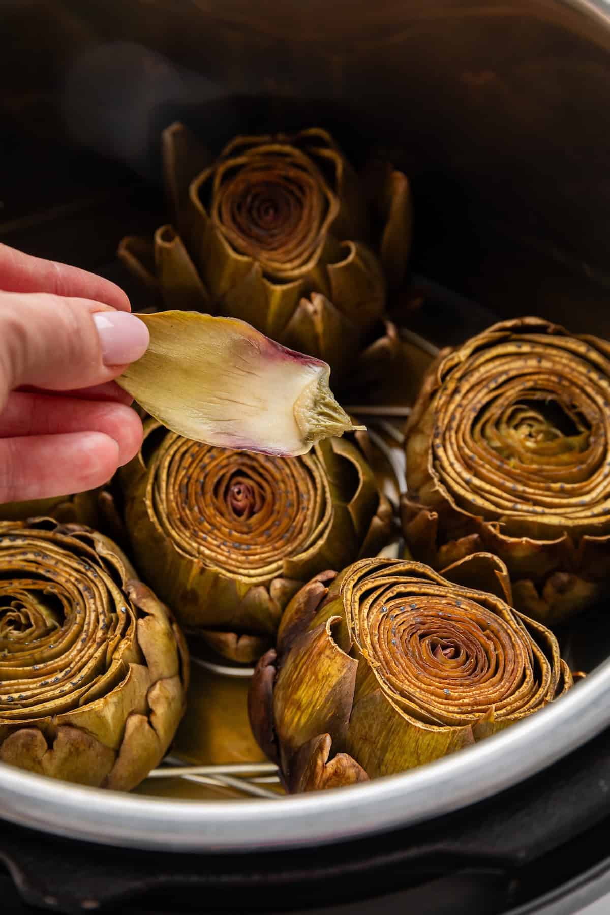 Steamed artichokes in an Instant Pot with a hand holding a tender leaf to the camera.